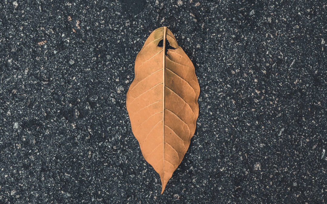 What Is In the Company Name Change?