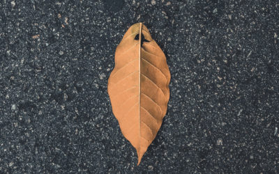 What Is In the Company Name Change?
